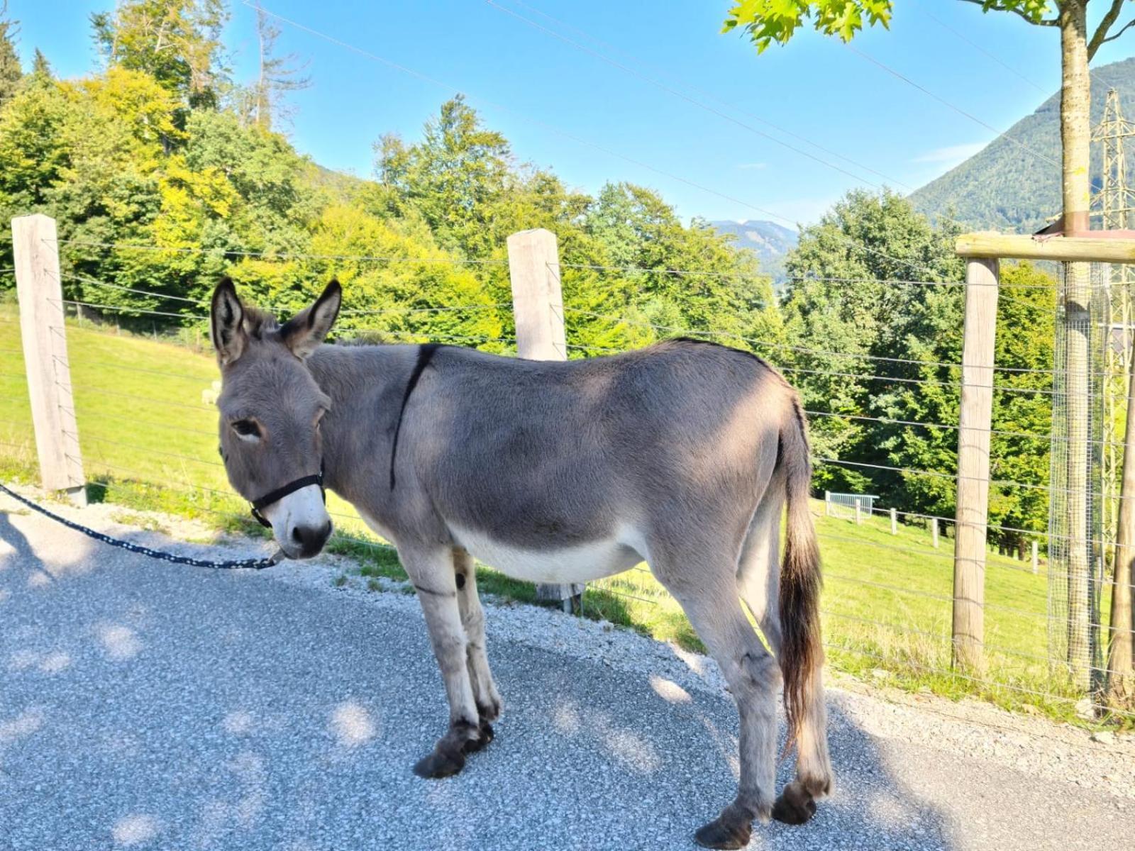 Gut Mitterlehen Lägenhet Elsbethen Exteriör bild